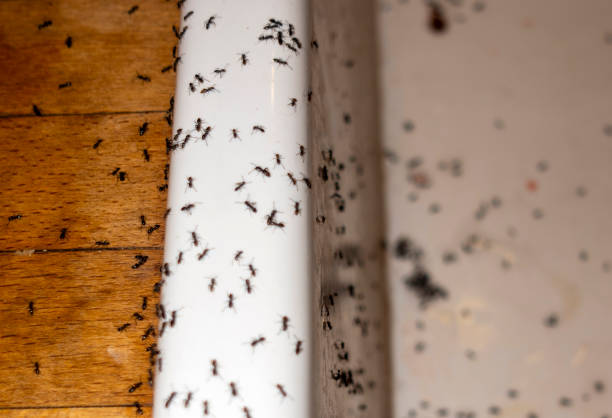 Wasp Removal Services in Atlanta, IL